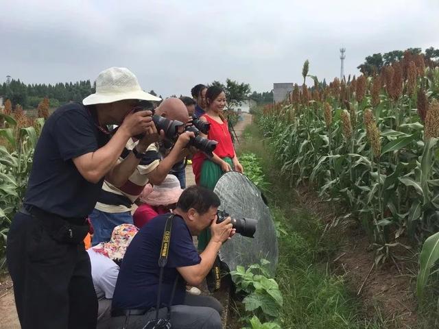 合川区铁家酒高粱基地负责人:杨华,电话:13983927207本期主持:雷艺