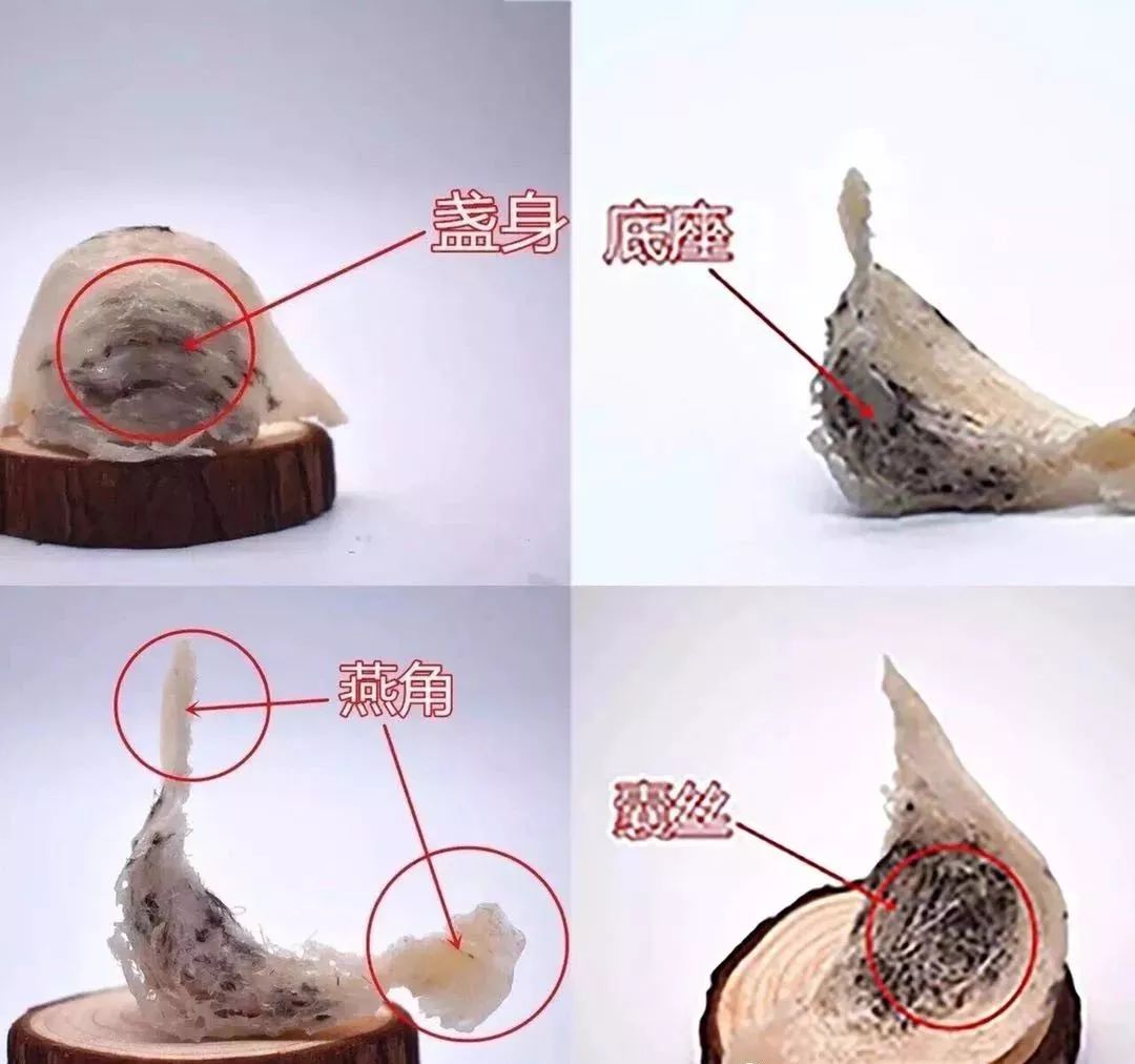 燕窝底座,燕角,燕盏身,囊丝都是什么?