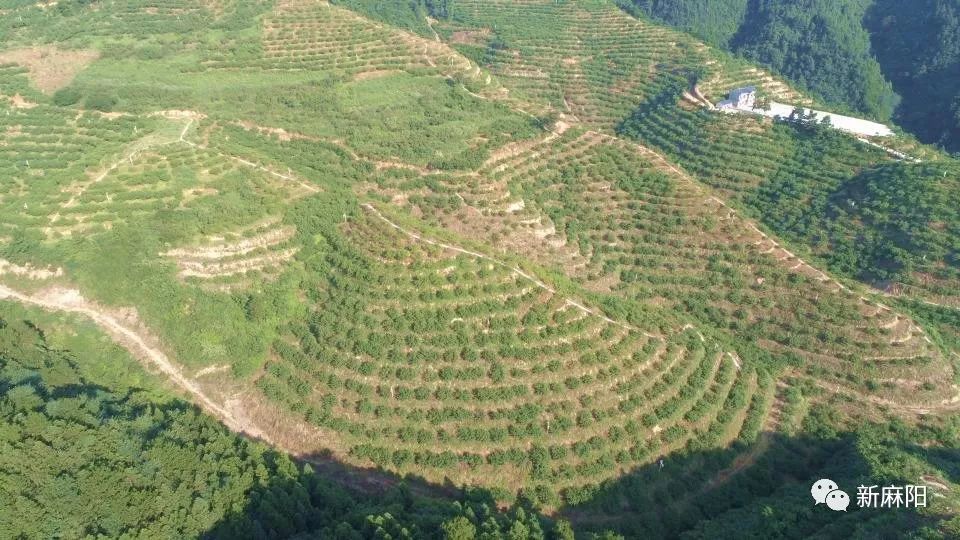 基地部分销售联系方式麻阳横喇村黄桃专业合作社(兰里·横喇)龚老板