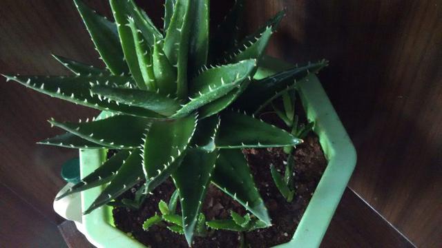 属于多年生的常绿草本植物,又叫做狼牙掌,它皮实耐旱耐贫瘠,对土壤不