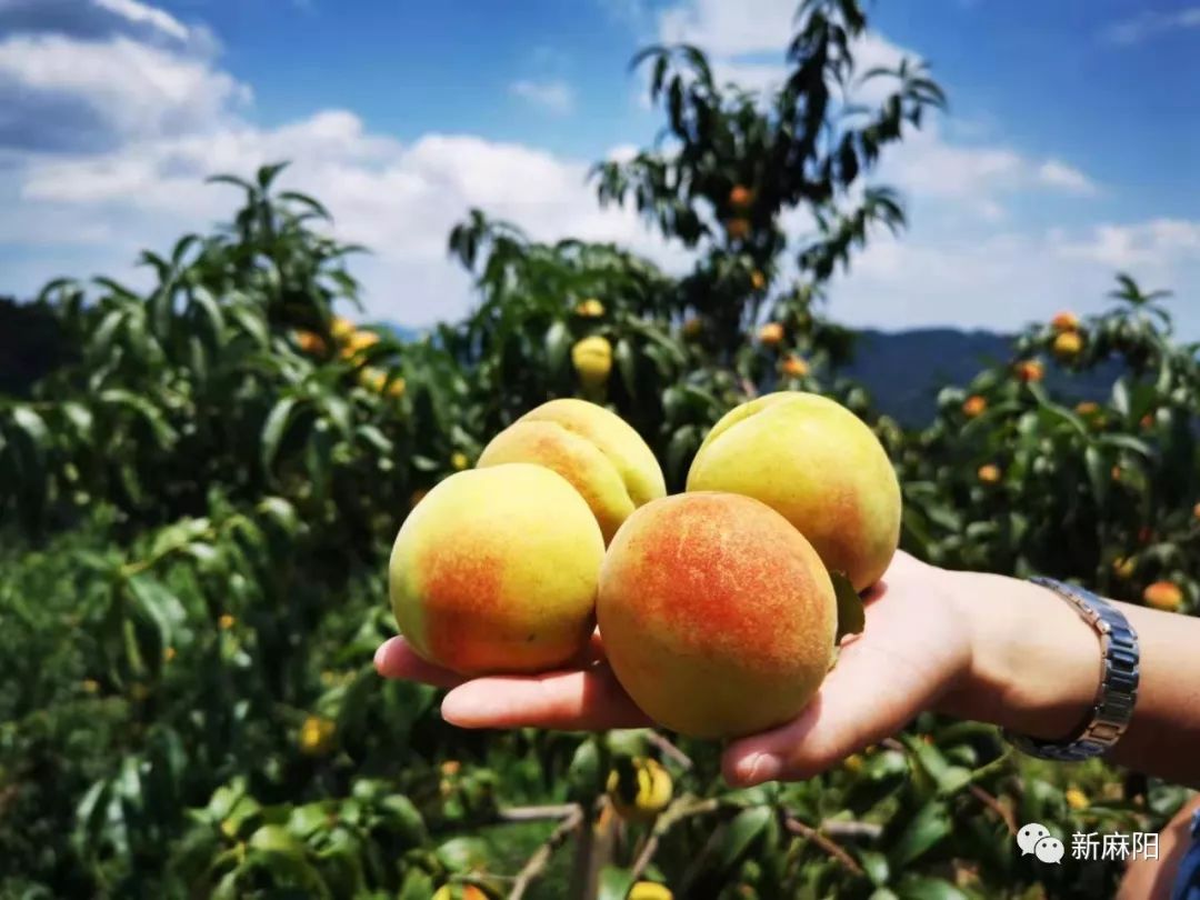 行摄美丽乡村麻阳黄桃熟了
