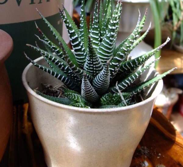 也能长势旺,一棵长出60棵芦荟属于多年生的常绿草本植物,又叫做狼牙掌