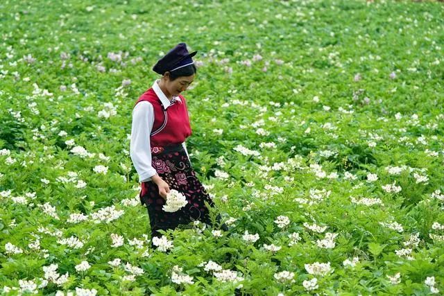 自驾云南:剑川深度游,探访松茸邂逅村民订婚,独享万亩洋芋花海