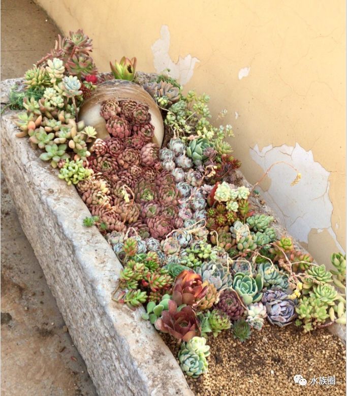 玩造景多肉造景好吧你们赢了