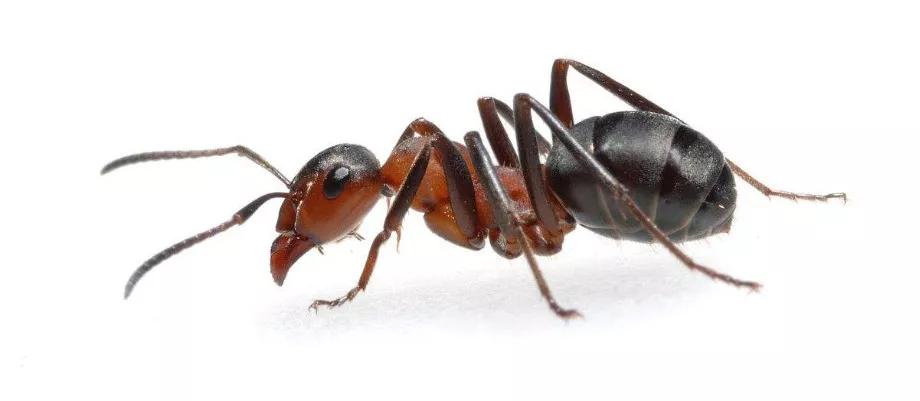 小学生如何写好动物作文_蚂蚁