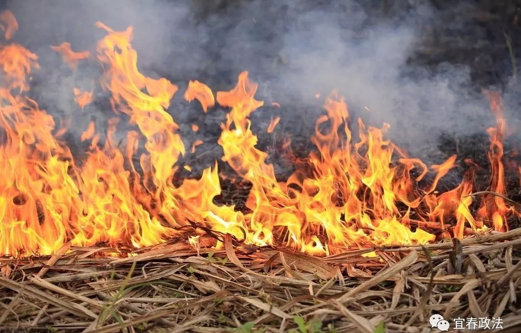 法院审理后认为,被告人何某过失引起森林火灾,过火面积185亩,其中,无