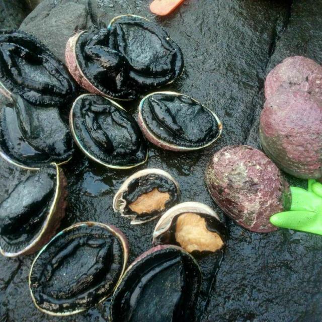 全球最顶级鲍鱼黑金鲍的免费捕捞方法及吃法!