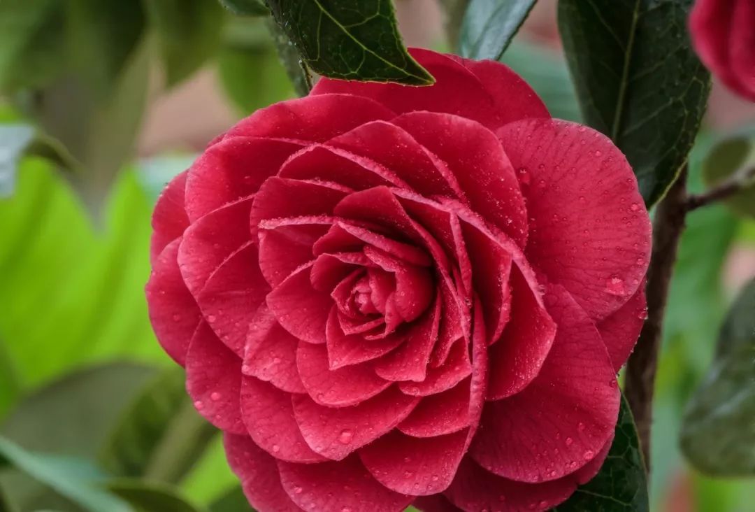 重庆市花(重庆市花为什么是山茶花)