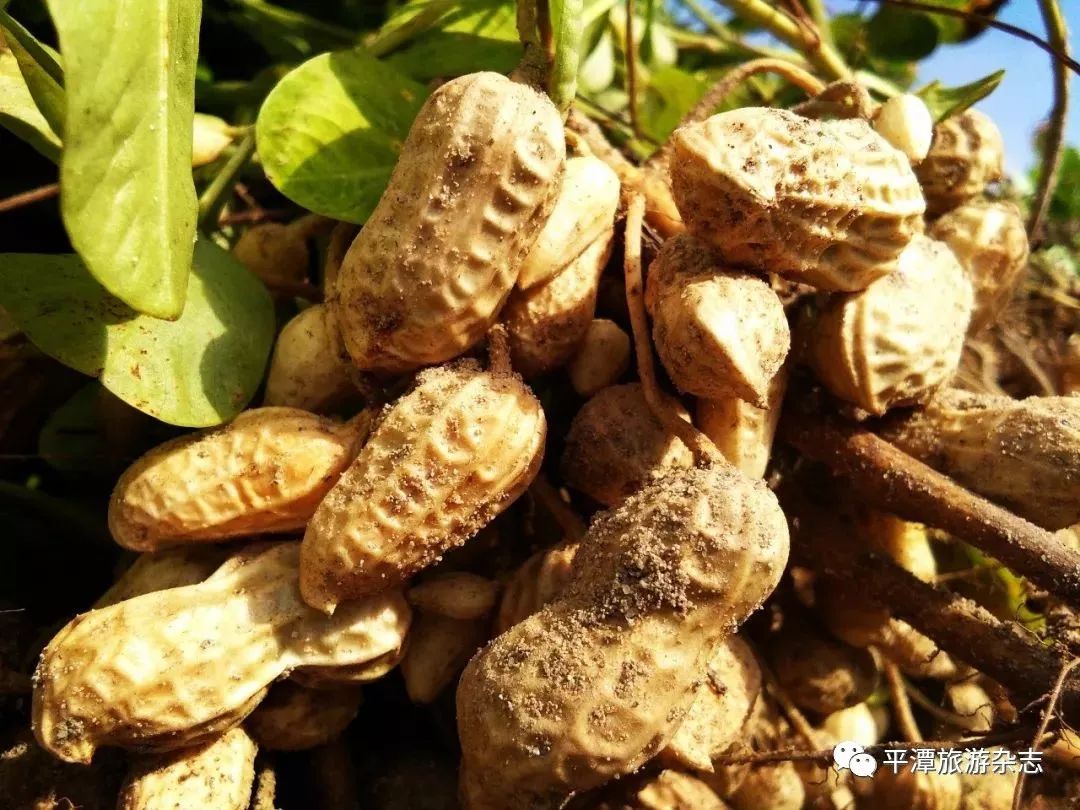 空气中弥漫的花生味儿._果实