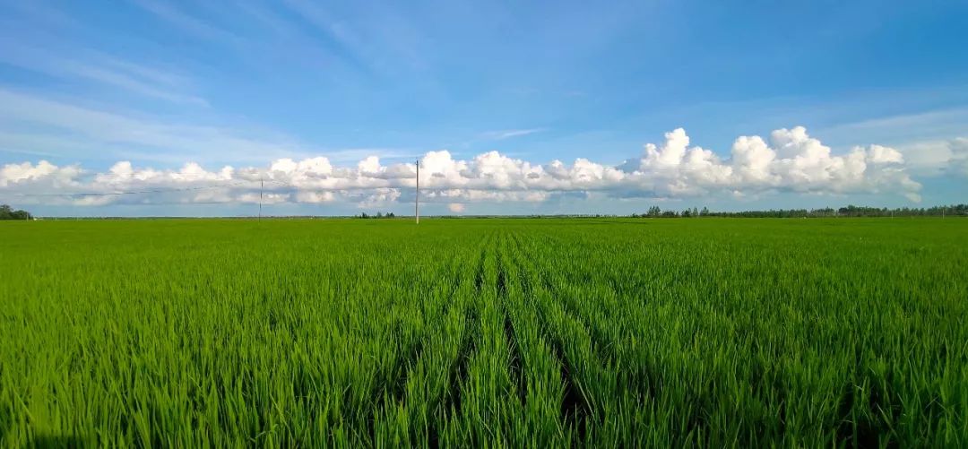 水稻生长量严重不足贪青风险加大专家为您来支招