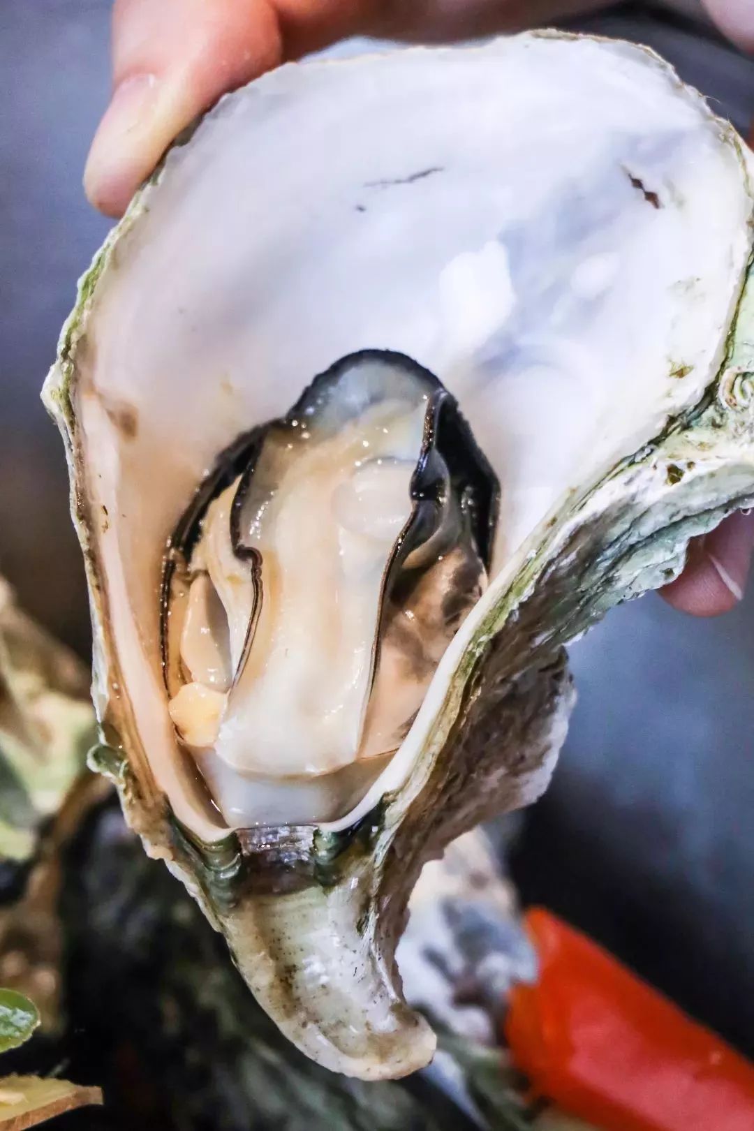 25元只抖音爆火高压锅生蚝终于现身珠海