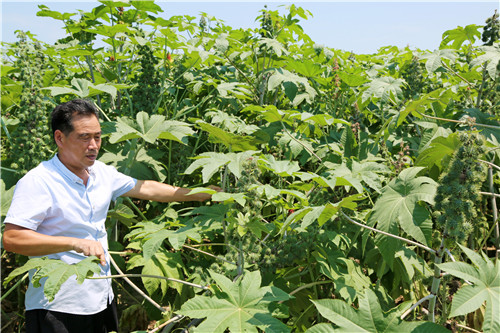 淮滨:蓖麻籽成农民致富金豆子