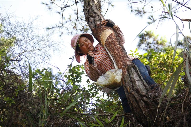 蒙山县农民采割松脂增收
