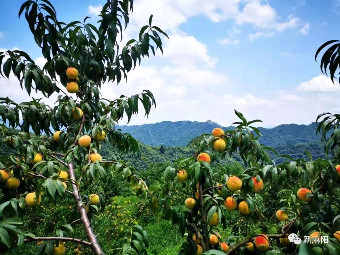 行摄美丽乡村麻阳黄桃熟了