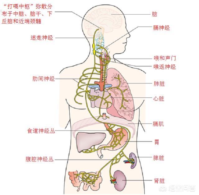 打嗝原理图片