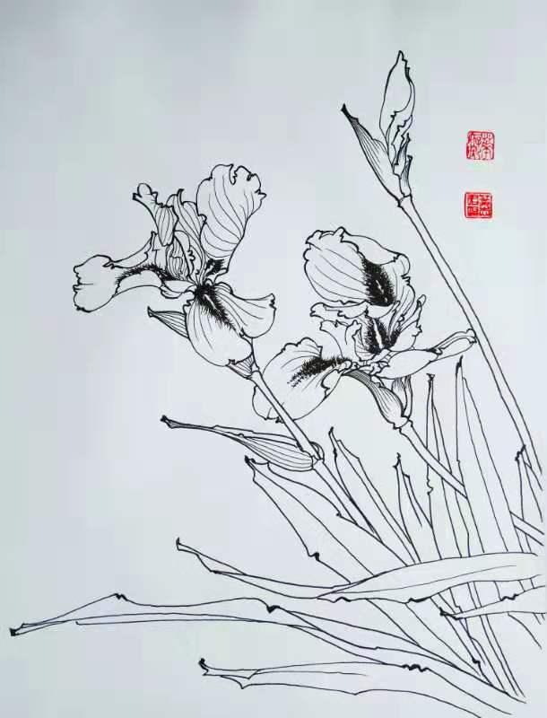 再来一波叶志军先生的钢笔白描花卉想必你会喜欢吧