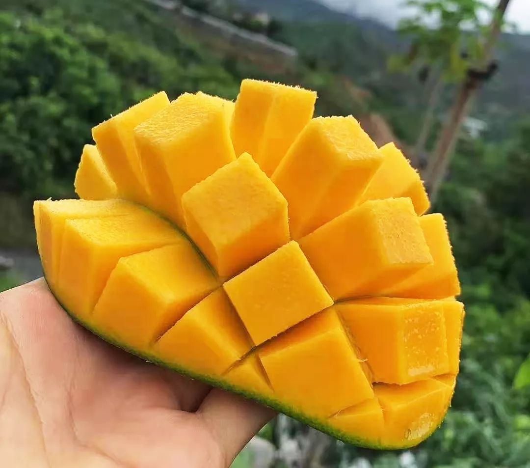 巨无霸比脸大的凯特芒来袭肉多核薄居然只有10的人吃过