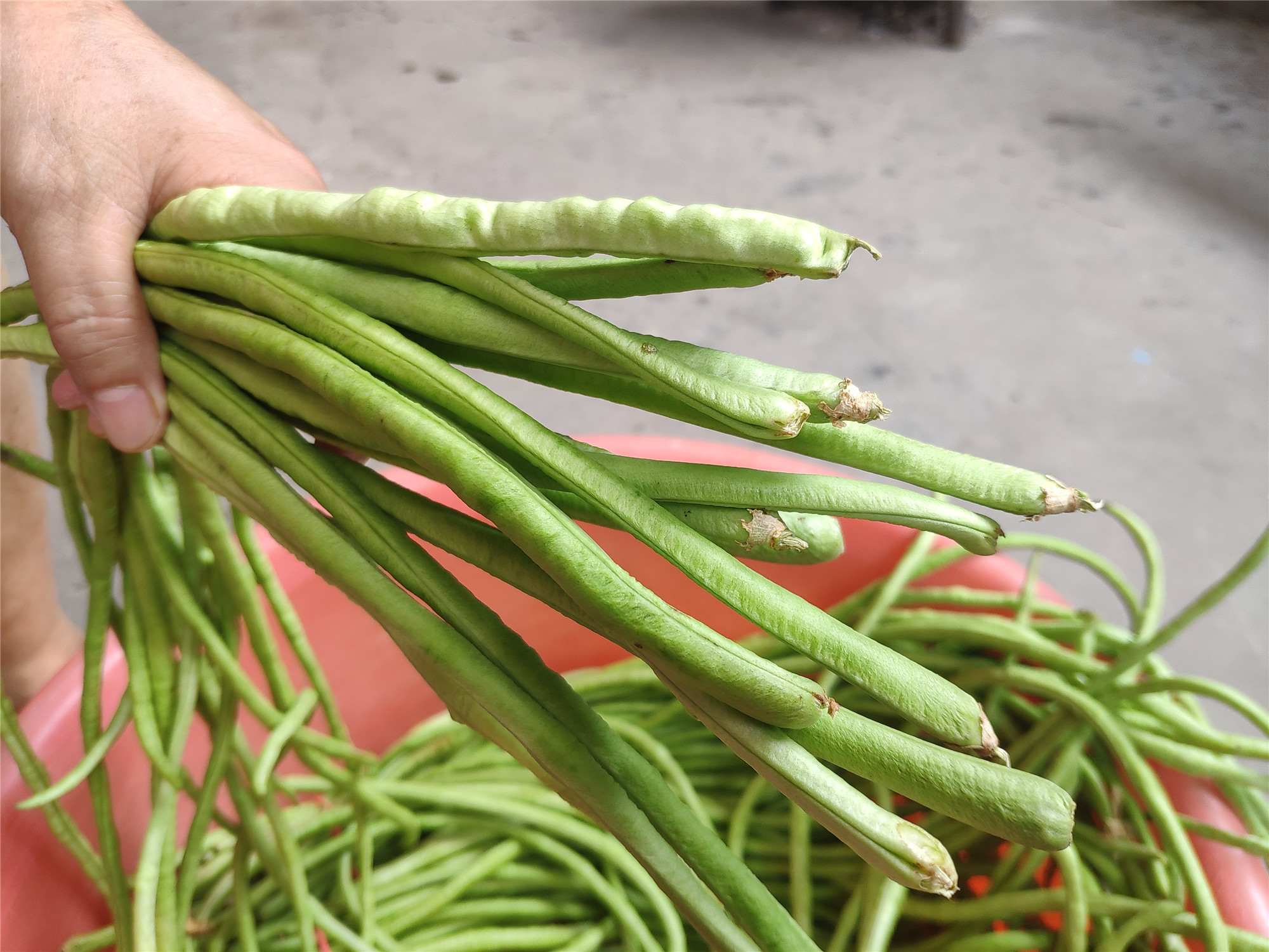 原创8月豆角超便宜晒成干豆角能吃一年简单3步就好不懂吃真亏了