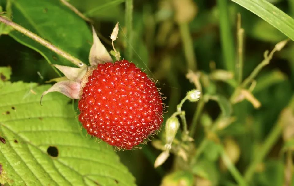 悬钩子属植物的果实大都饱满多汁,可以食用,蓬蘽就是其中的代表植物之