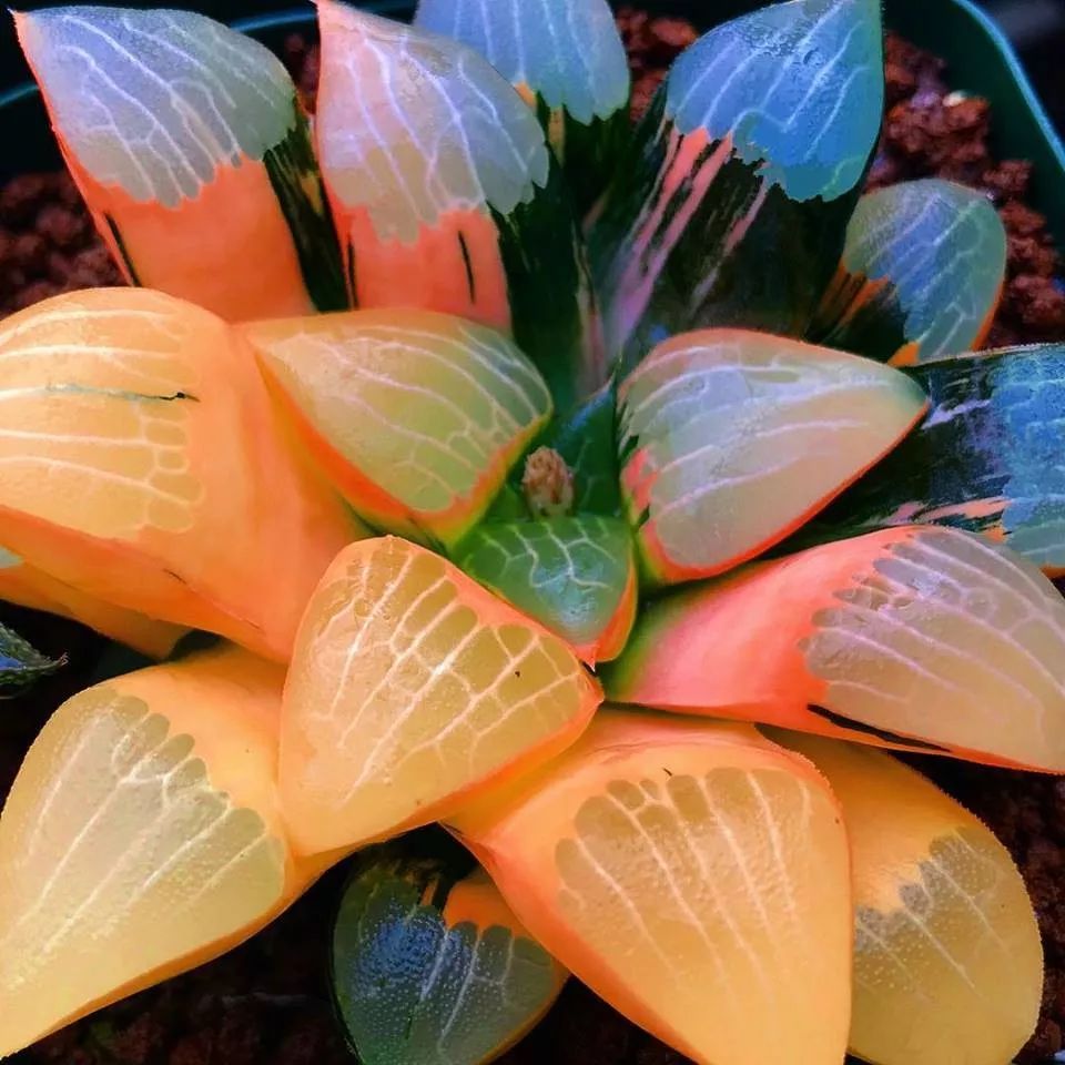 谁说玉露只有绿色?这些五颜六色的12卷属多肉,请了解下!_renny