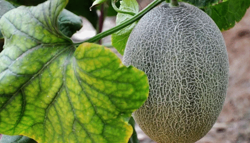 这个来自火焰山的哈密瓜脆爽浓甜多汁一口引爆这个夏天