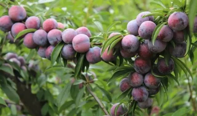 头条|天峨——广西私藏的绝美山城,万亩李子等你来摘