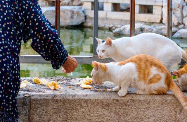 喂流浪猫照片图片