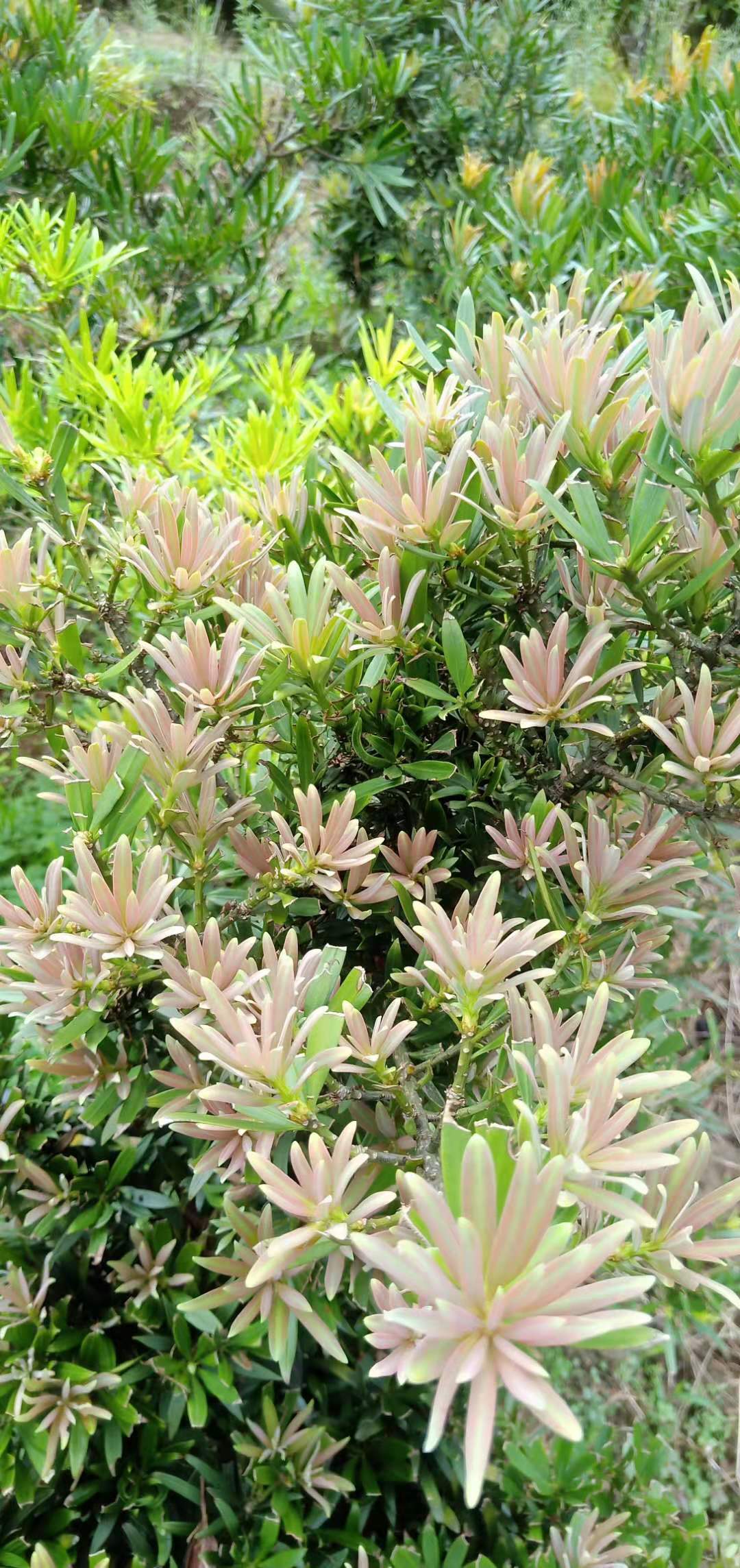 四季红芽海岛罗汉松