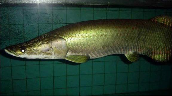 象鱼中灵活的胖子吃鱼的技能你学不来