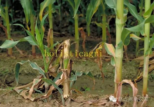 图16,节壶菌茎枯病图15,腐霉菌茎枯病图14,镰刀菌茎枯病图13,色二孢茎
