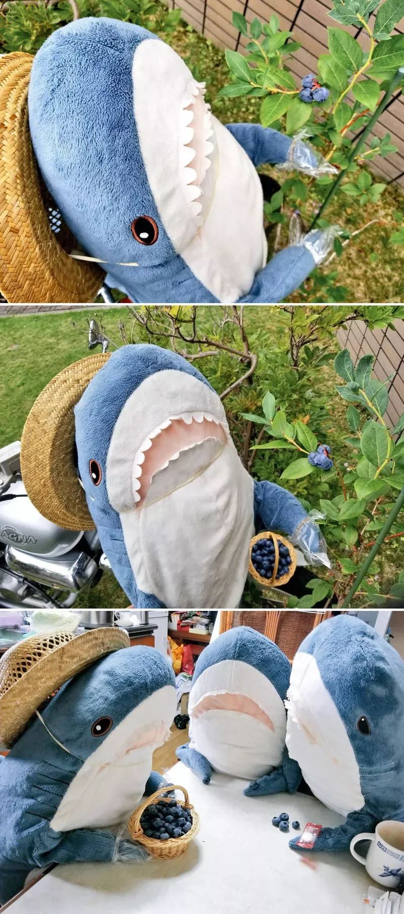 日推网友分享被幸福饲养的鲨鱼宝宝每一张都戳中萌点