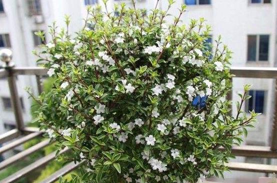 养六月雪摘1个枝条能扦插1年长成高雅盆景花美叶翠绿