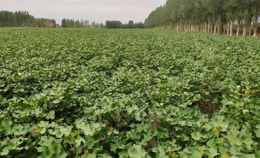 8月份棉花田管:重磷钾,增铃重,促早絮