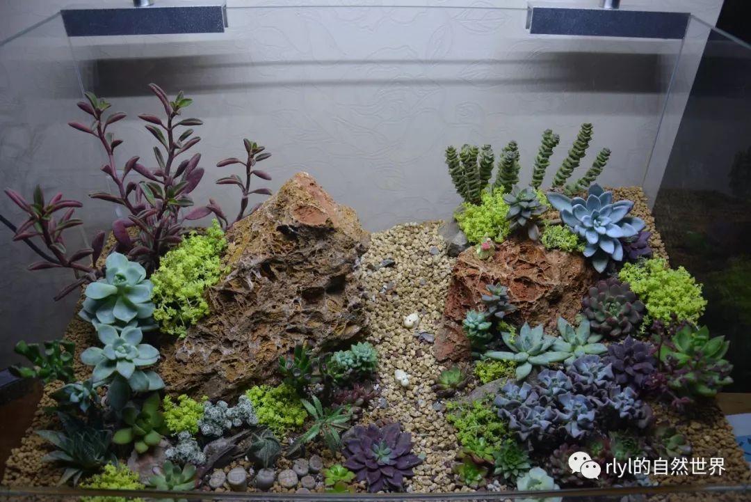 黄金水脉60cm多肉缸制作教程