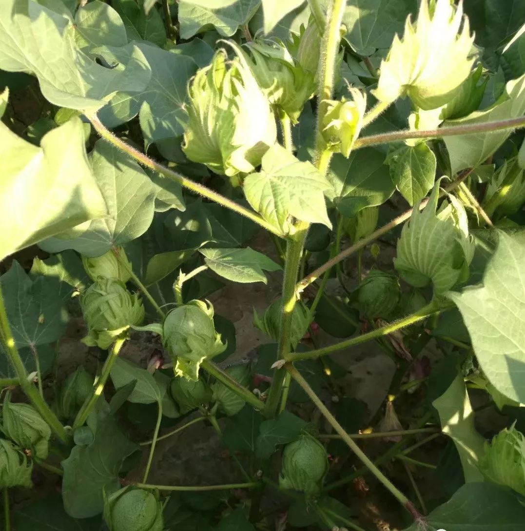 8月份棉花田间管理技术