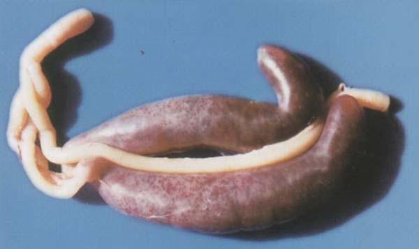 莫让球虫在产蛋期给你带来危害