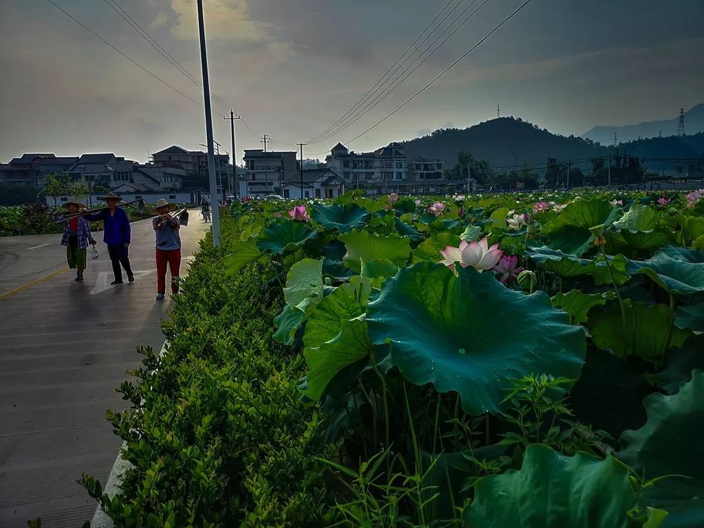 孺子牛精神引领更楼街道张家村实现美丽蜕变