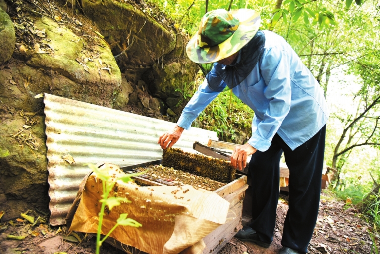 原創重慶七旬老漢養蜂不圖收入不為賺錢養蜂當成自己的興趣愛好