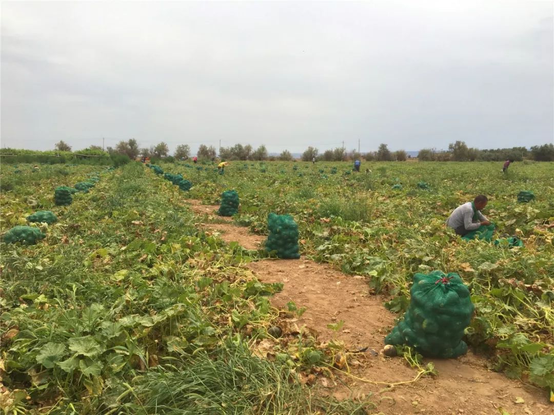 贝贝南瓜成为村民致富的金疙瘩