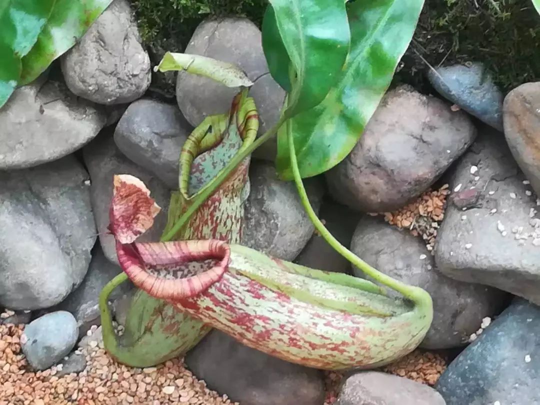 30多种食虫植物安家0202小朋友们到时来农博会看害虫灭杀大战