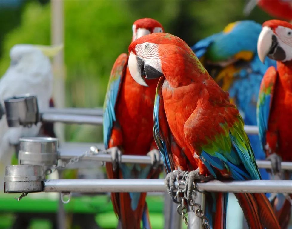 花园里的动物世界你见过吗