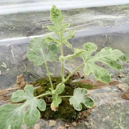 这是西瓜苗期和定植前期的主要生理病害.一,僵苗