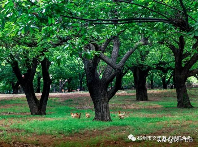 游邳州古栗园