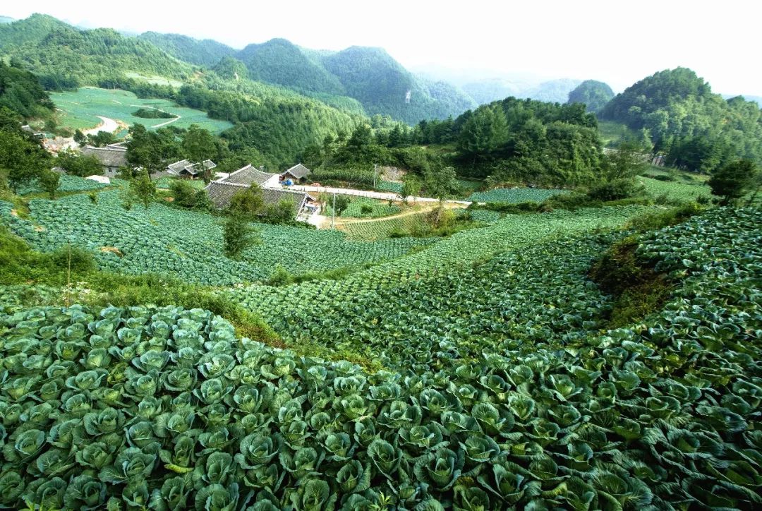 康养曾家多彩朝天曾家蔬菜香天下