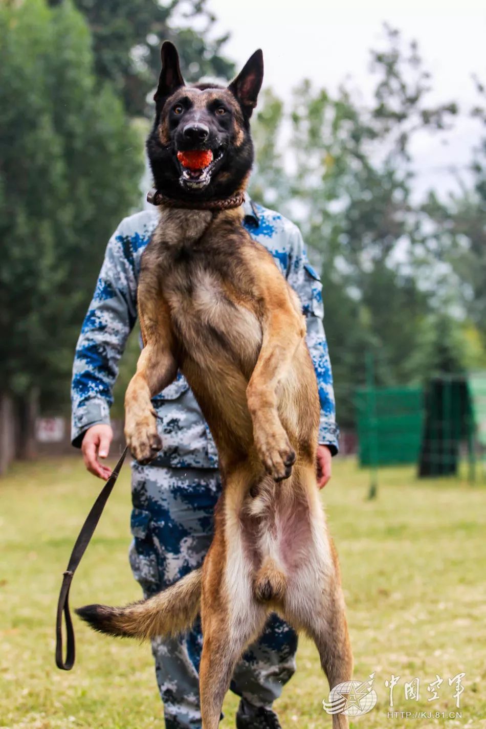 军犬贝勒图片