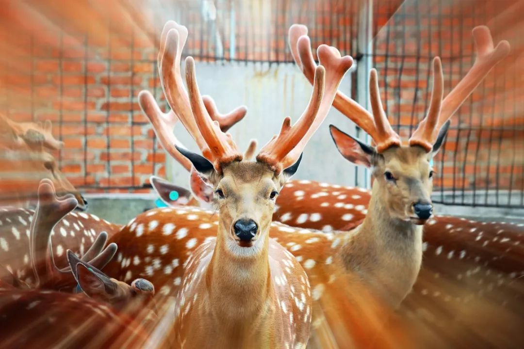 好消息 辽源投资超千万元建设的观赏园即将开放_梅花鹿