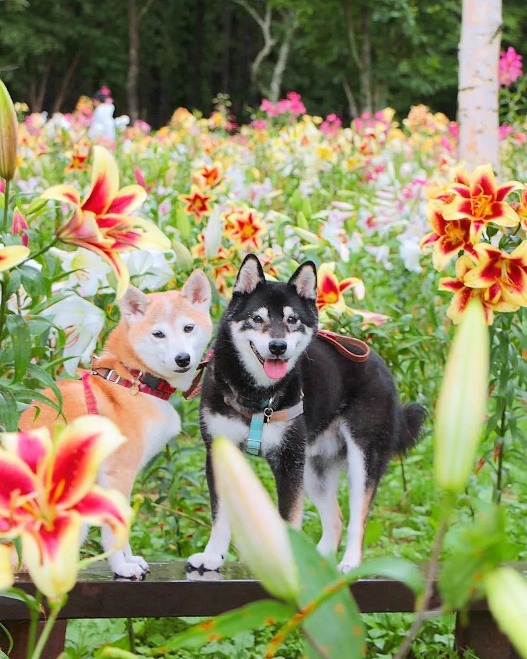 柴犬叼花表情包图片