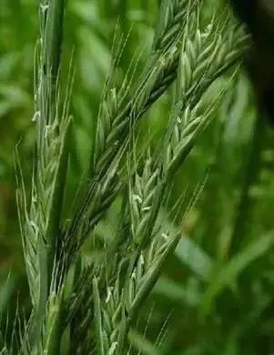 禾本科农作物,禾本科植物,禾本科植物的花_大山谷图库