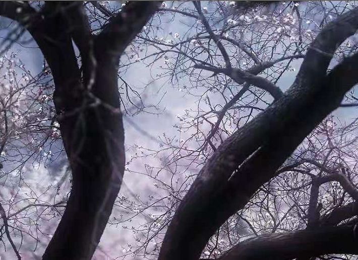 吴文昌诗词咏花系列选65首丨文化援藏援疆第44期