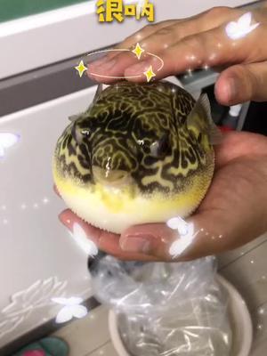 全网独家玩狗头鱼达人豚哥带你玩狗头亮出你的元气值